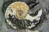 Two Small Hoploscaphites Ammonites - South Dakota #110586-2